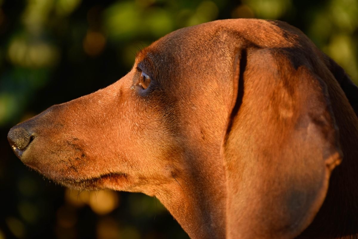 Perro salchicha Teckel tumbado en un sofá
